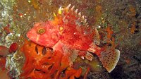 040 Rascasse rouge (Scorpaena notata)